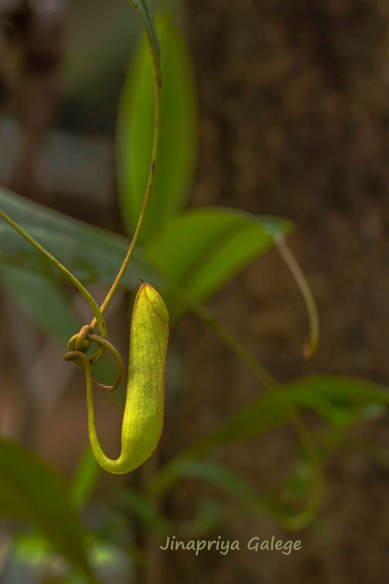 Nepenthes distillatoria L.